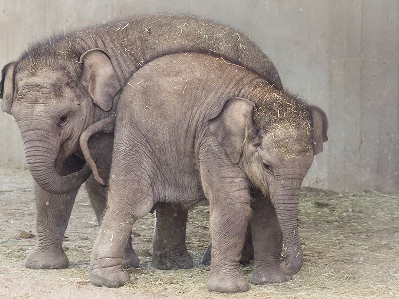 Buba, la cría de elefante asiático de Zoo Aquarium de Madrid celebra su primer cumpleaños