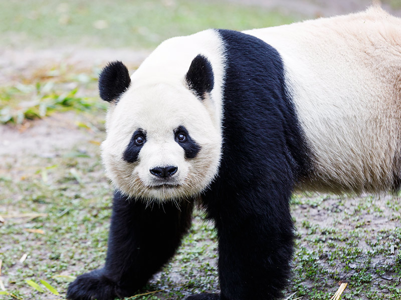 Zoo Aquarium de Madrid despide a sus crías de panda gigante con un gran acto oficial
