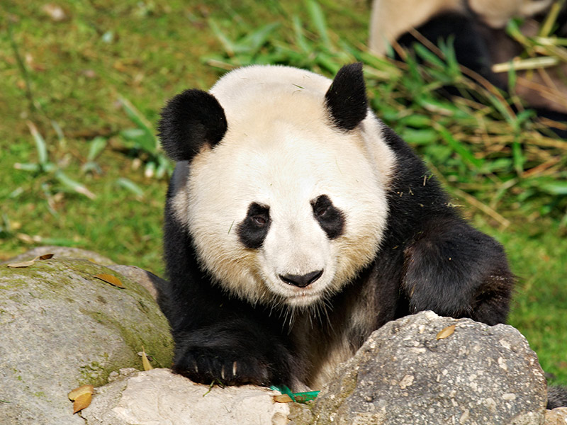 Zoo Aquarium de Madrid celebra el cumpleaños de la familia de osos panda gigante