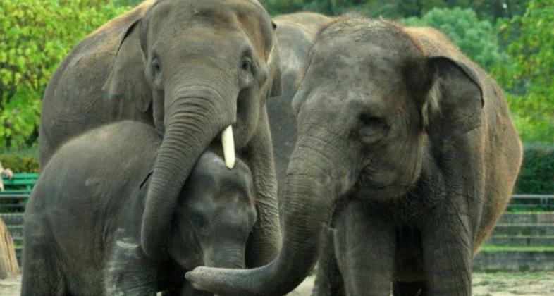 Damos la bienvenida a una nueva familia en el Planeta Zoo