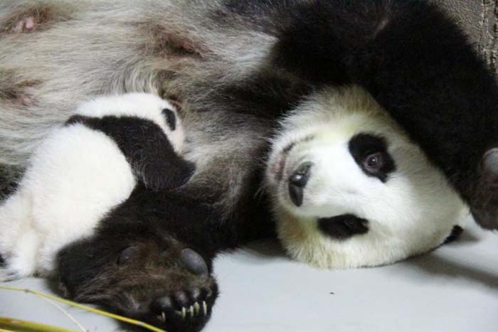 Hua Zui Ba, una madre panda ejemplar