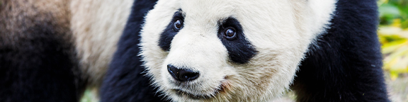 Las crías de panda del zoo de Madrid cumplen dos años