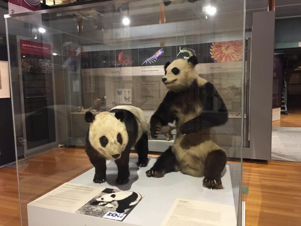 Chu-Lin, el oso panda más famoso de Zoo Aquarium de Madrid, se incorpora al espacio Biodiversidad del Museo Nacional de Ciencias Naturales