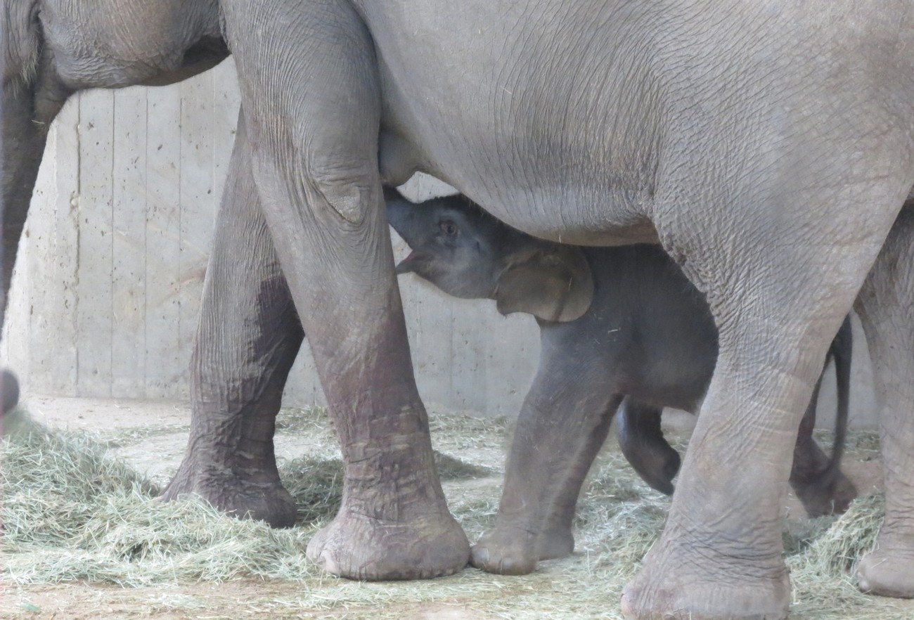 Nace una cría de elefante asiático de Sumatra en Zoo Aquarium de Madrid