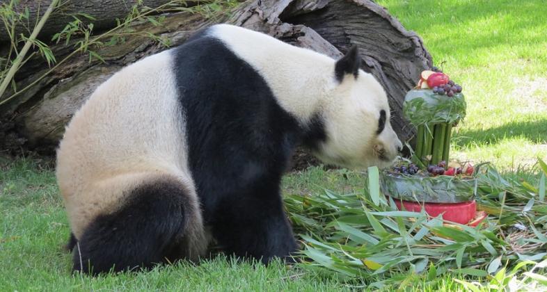 Zoo Aquarium de Madrid celebra el cumpleaños de Chulina, la primera hembra de oso panda