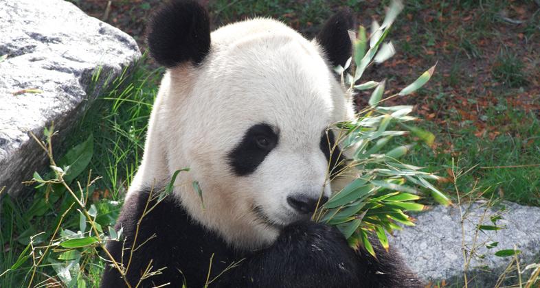 Hua Zui Ba, la hembra de panda gigante de Zoo Aquarium de Madrid, vuelve a ser madre