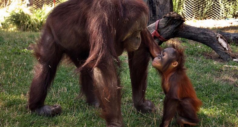 Zoo Aquarium de Madrid celebra el Día de las Madres Orangutanes Perdidas