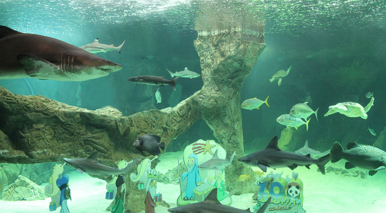 Dos crías de tiburón gris se incorporan al Aquarium del Zoo de Madrid