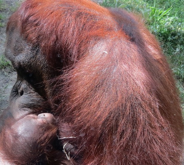Nace una cría de orangután en Zoo Aquarium de Madrid