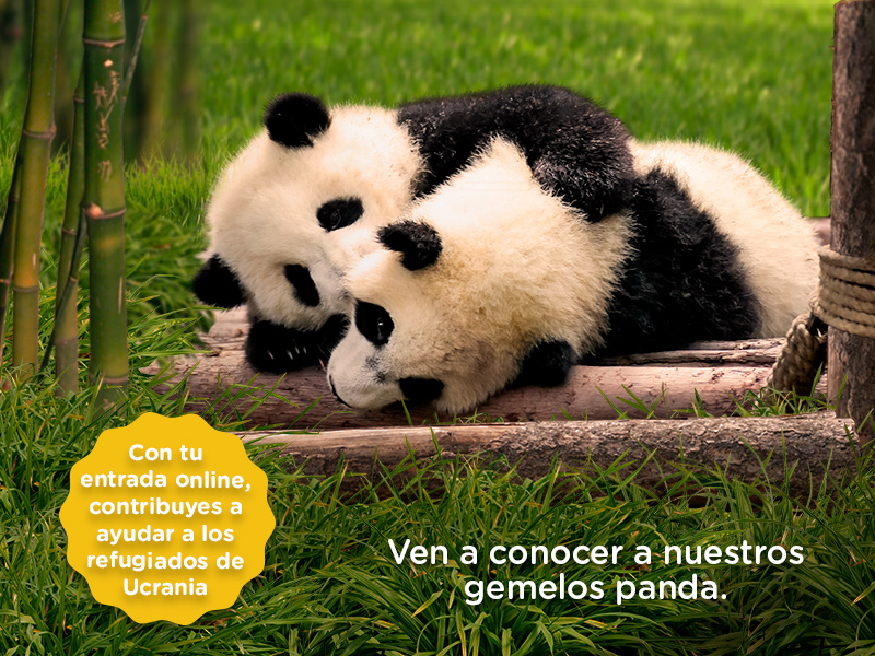 Las sorprendentes imágenes del parto de una hembra de oso panda