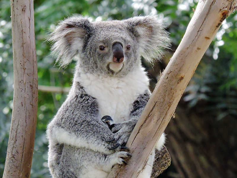 https://www.zoomadrid.com/content/dam/zoo/images/animals/koala/Koala-Zoo-Madrid-2.jpg