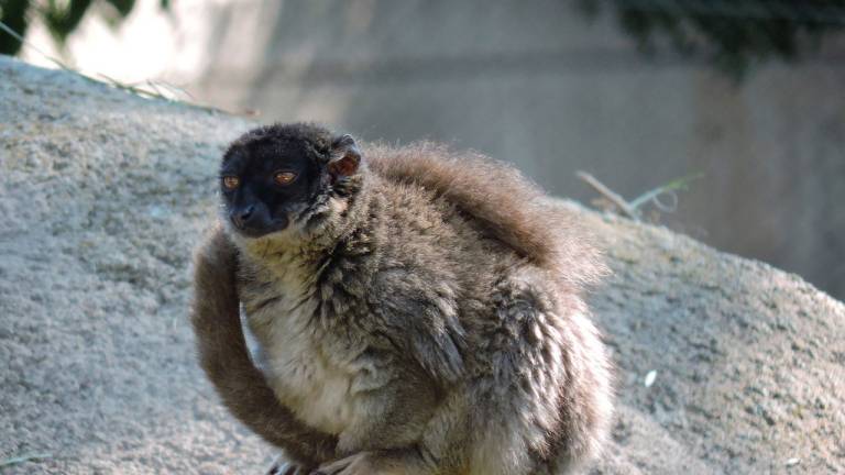 Lémur de Mayotte