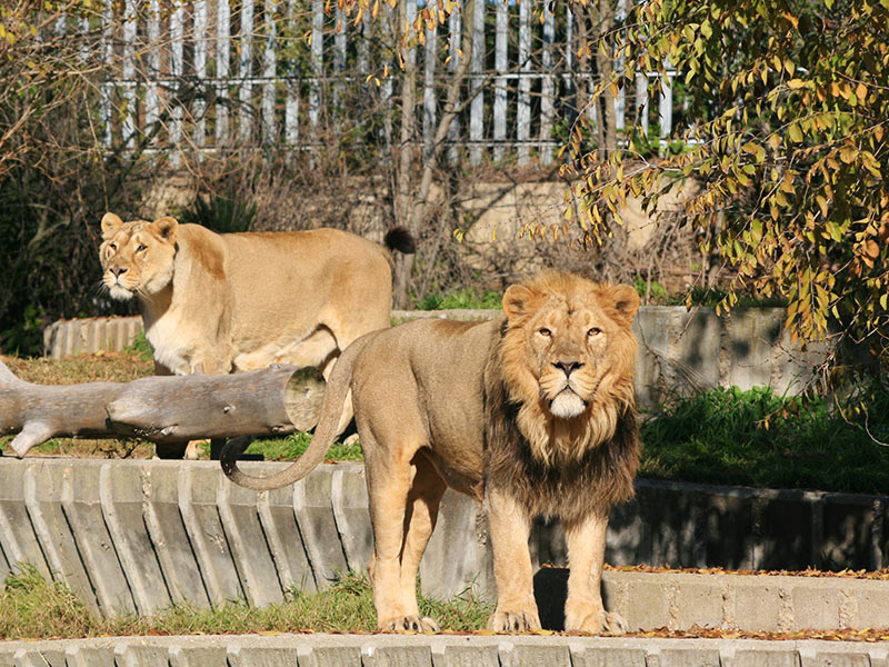 Top 33+ imagen leones de zoologico