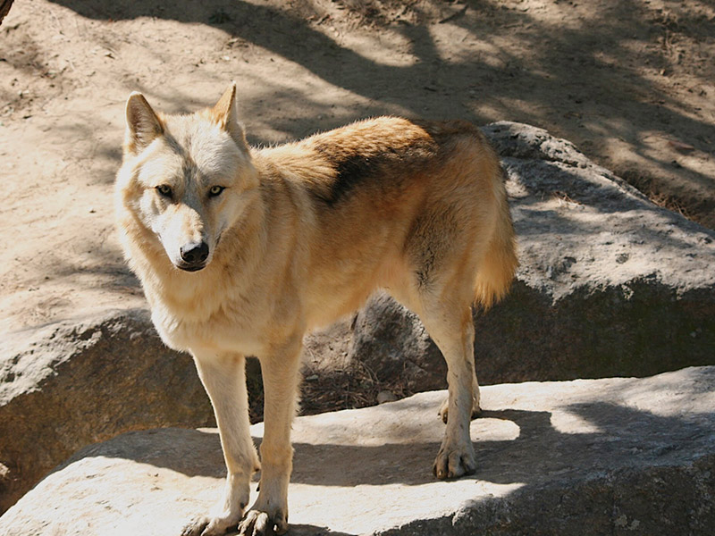 brown arctic wolves