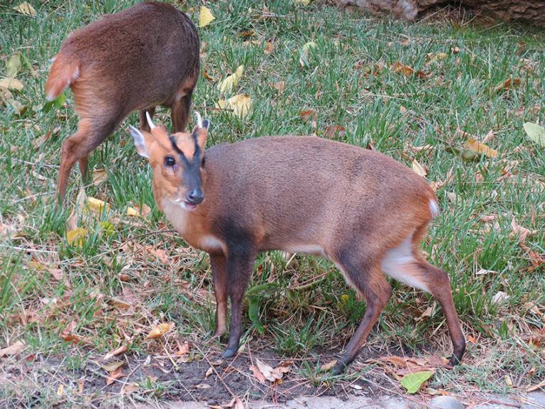 Muntjac de Reeves