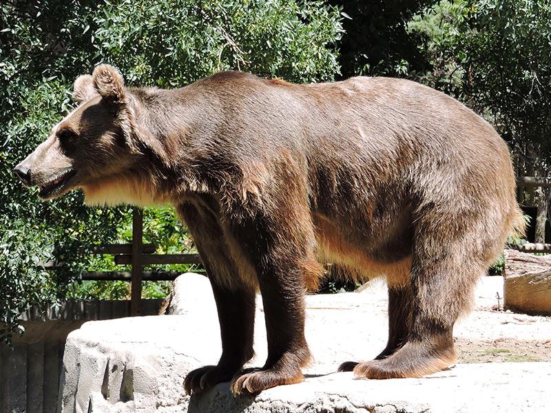 Brown Bear  San Diego Zoo Animals & Plants