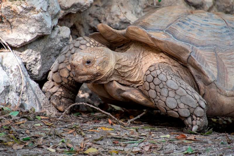 Tortuga de espolones