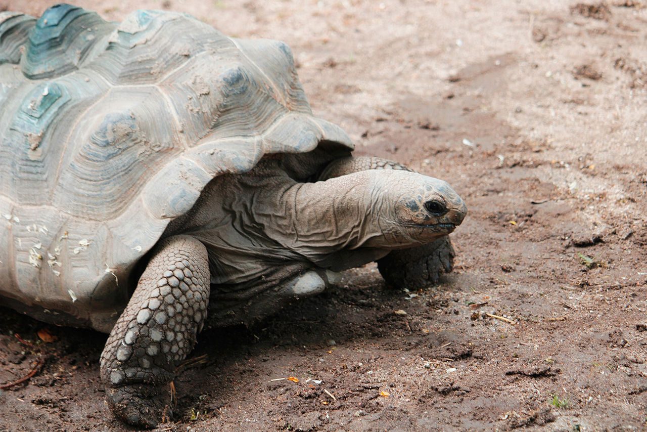 Tortuga de Seychelles