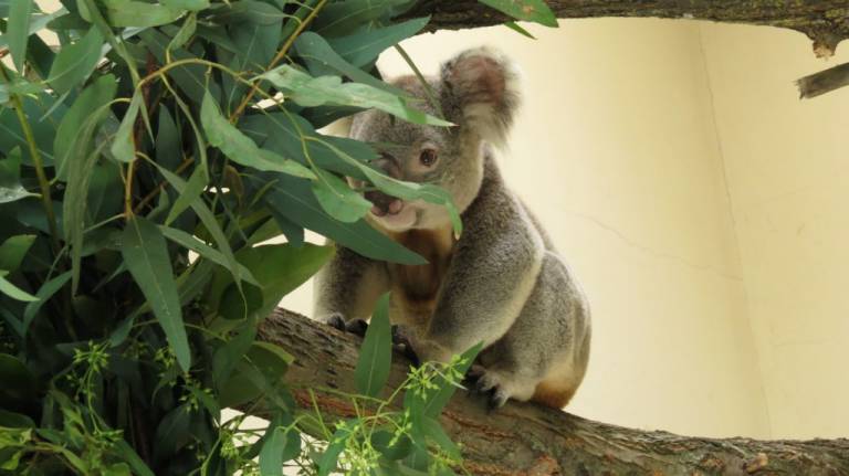 Koala - Madrid Zoo