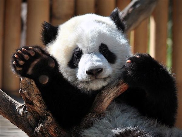 Oso Panda Gigante: la lenta recuperación de un icono