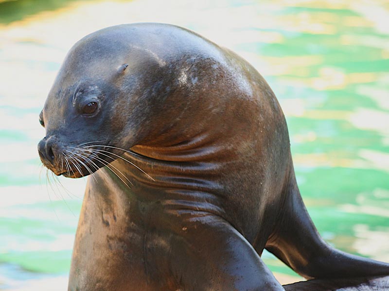 Sea lion educational activity | Zoo Aquarium Madrid