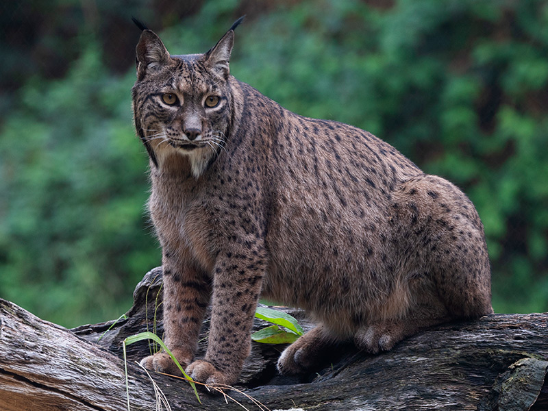 Lince ibérico