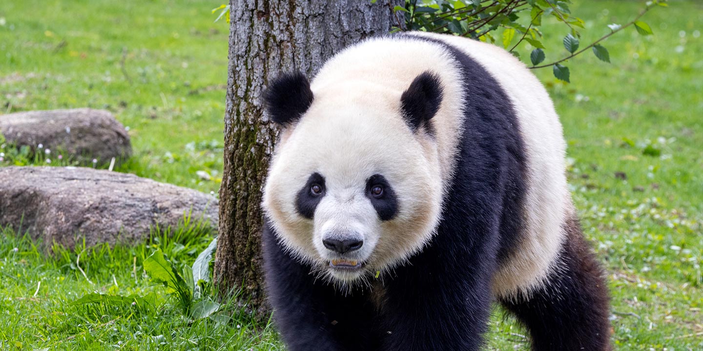 Nueva pareja de pandas de Zoo