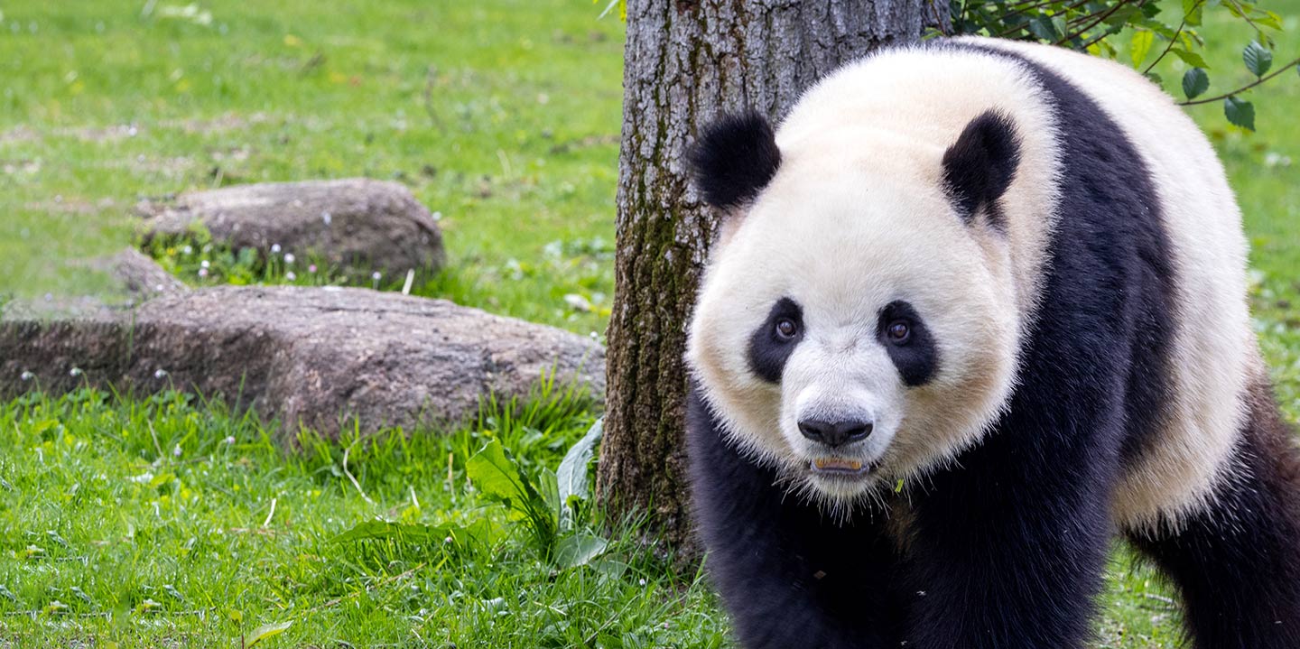 Nueva pareja de pandas de Zoo
