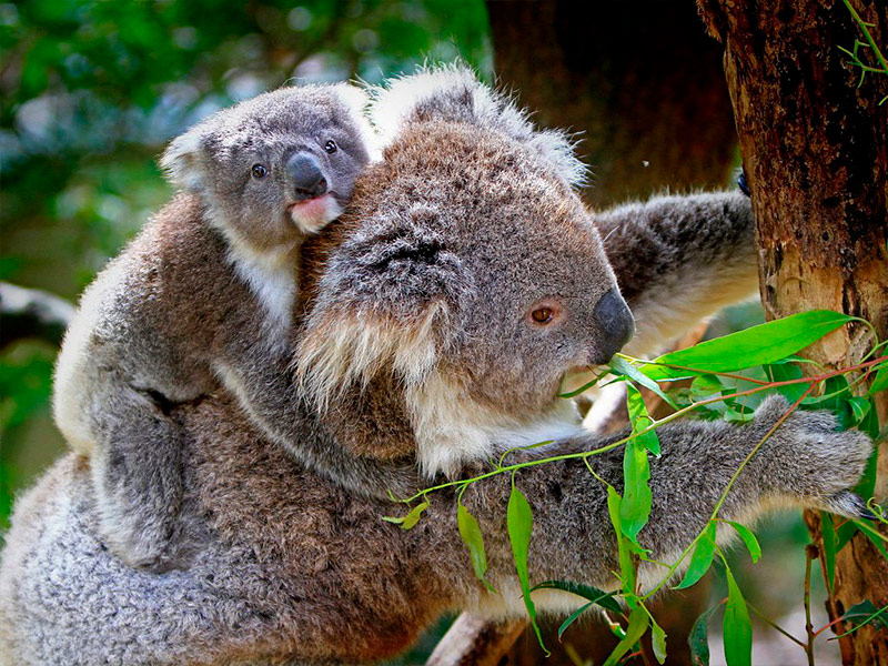 Koala. Imagen cortesía de AKF