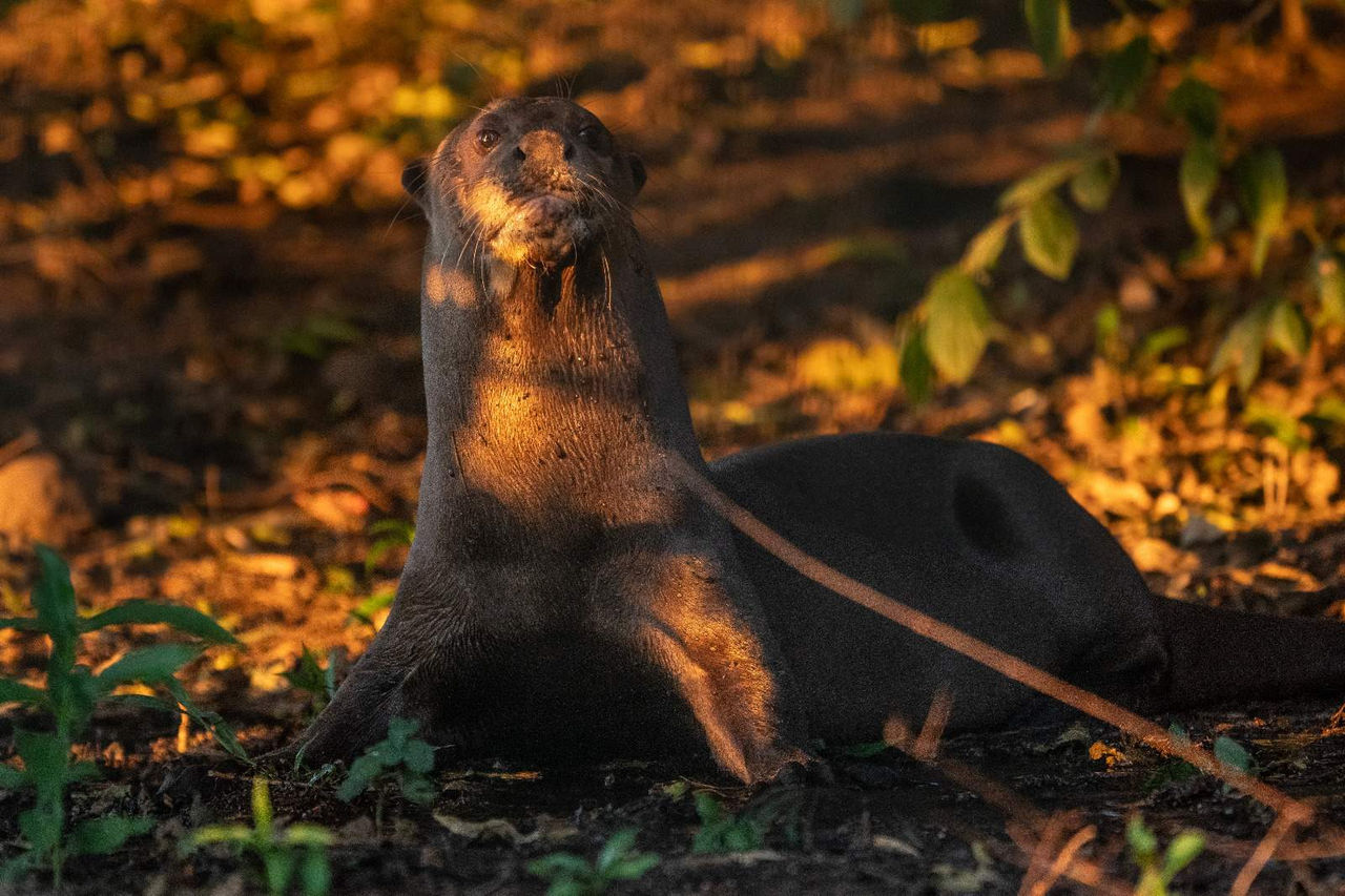 Zoo de Madrid traslada una nutria gigante a la reserva argentina de Iberá para su próxima liberación