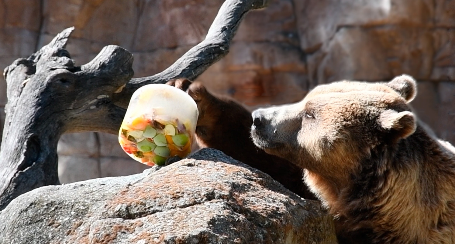 El oso panda como símbolo de la necesidad de cuidar la biodiversidad