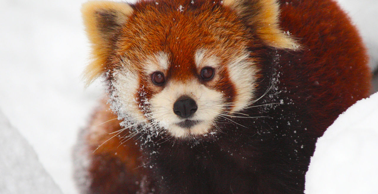 Red Panda Network
