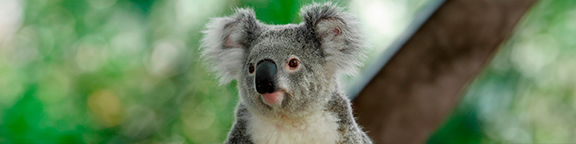 Koala