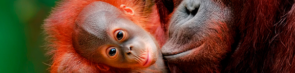 Colaboración con Hutan