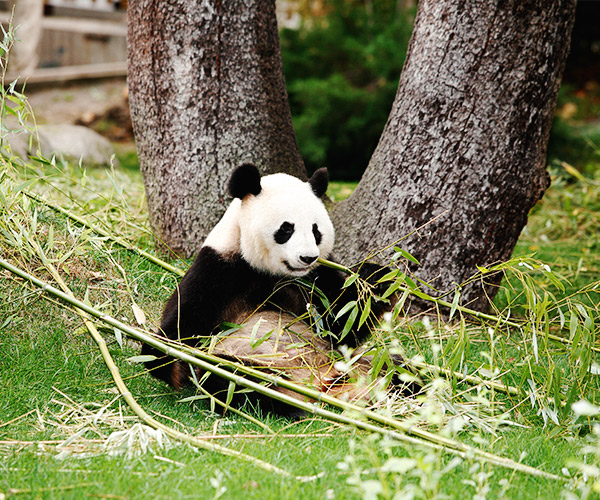Contribuyendo a la protección del oso panda
